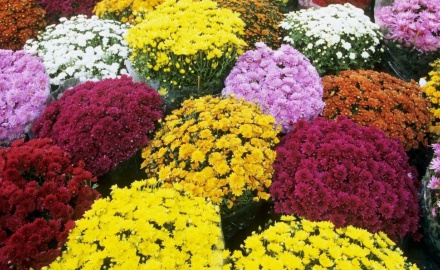 Visualizza la notizia: Commemorazione dei defunti - Orari apertura Cimitero Visualizza la notizia: Commemorazione dei defunti - Orari apertura Cimitero