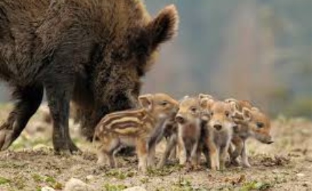 Visualizza la notizia: Foglio Annata Venatoria 2015/2016 Visualizza la notizia: Foglio Annata Venatoria 2015/2016