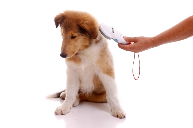 Visualizza la notizia: Anagrafe Canina