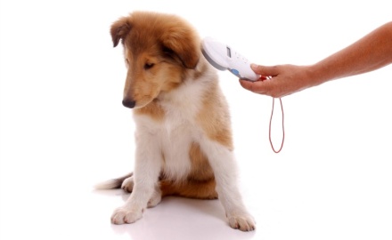 Visualizza la notizia: Anagrafe Canina Visualizza la notizia: Anagrafe Canina