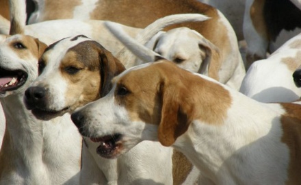 Visualizza la notizia: Servizio cura e custodia cani randagi.