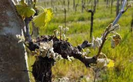 Visualizza la notizia: Domanda per danni causati da calamità naturale nel Comune di Sardara. Gelate notturne Visualizza la notizia: Domanda per danni causati da calamità naturale nel Comune di Sardara. Gelate notturne