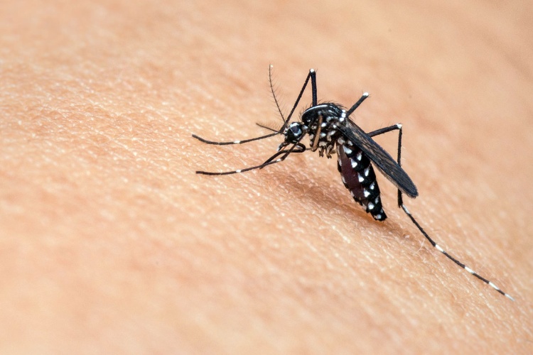 Adozione di misure di prevenzione e di controllo della West Nile Disease (febbre del nilo) e di altre malattie trasmesse da insetti vettori, pericolose per l’uomo e animali