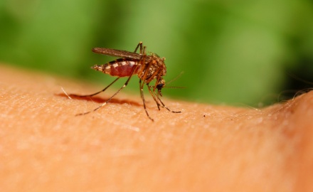 Visualizza la notizia: "West Nile Disease" controllo malattie trasmesse da insetti vettori